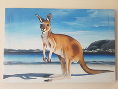 Aussie Kangaroo AK